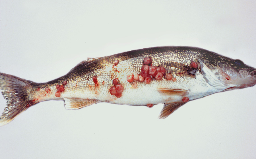 Fish-killing disease VHS confirmed in Cayuga Lake, first in Finger Lakes in decade