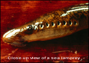 Close up view of a sea lamprey