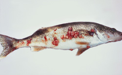 Fish with tumors