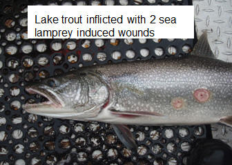 Sea Lamprey Natural Resource Department, Do Sea Lamprey Kill Fish